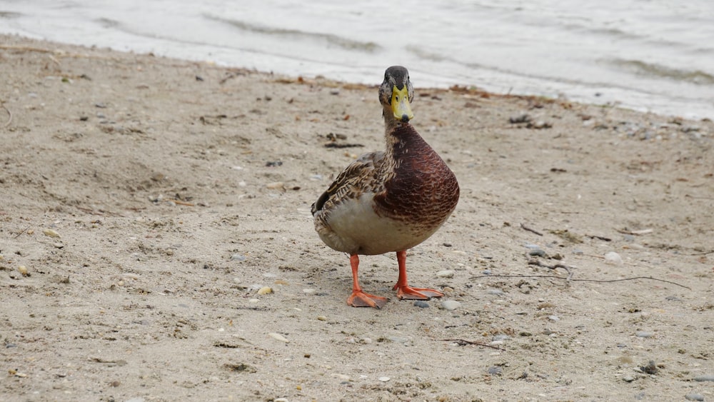 a duck standing on a beach next to the ocean