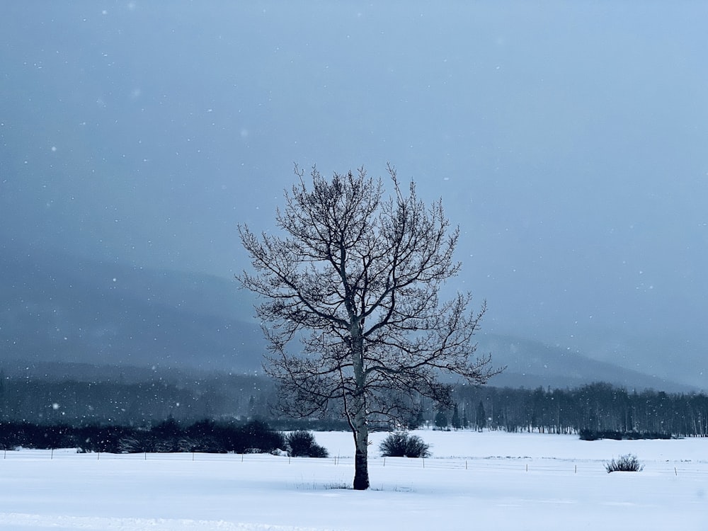 a lone tree in a snowy field with mountains in the background