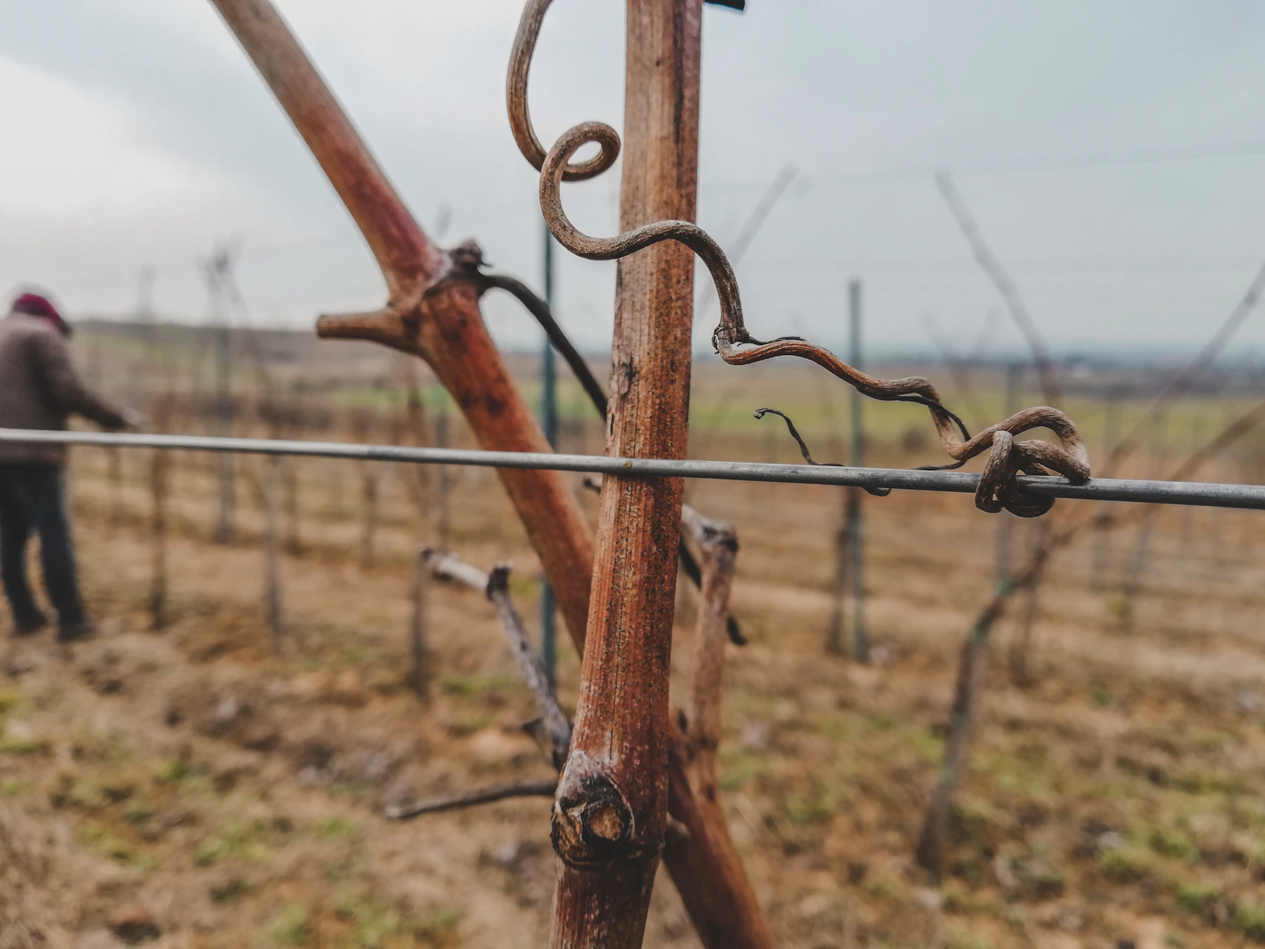 A bare reddish cane and a dried tendril on a trellis wire in winter, with a person working down the row behind