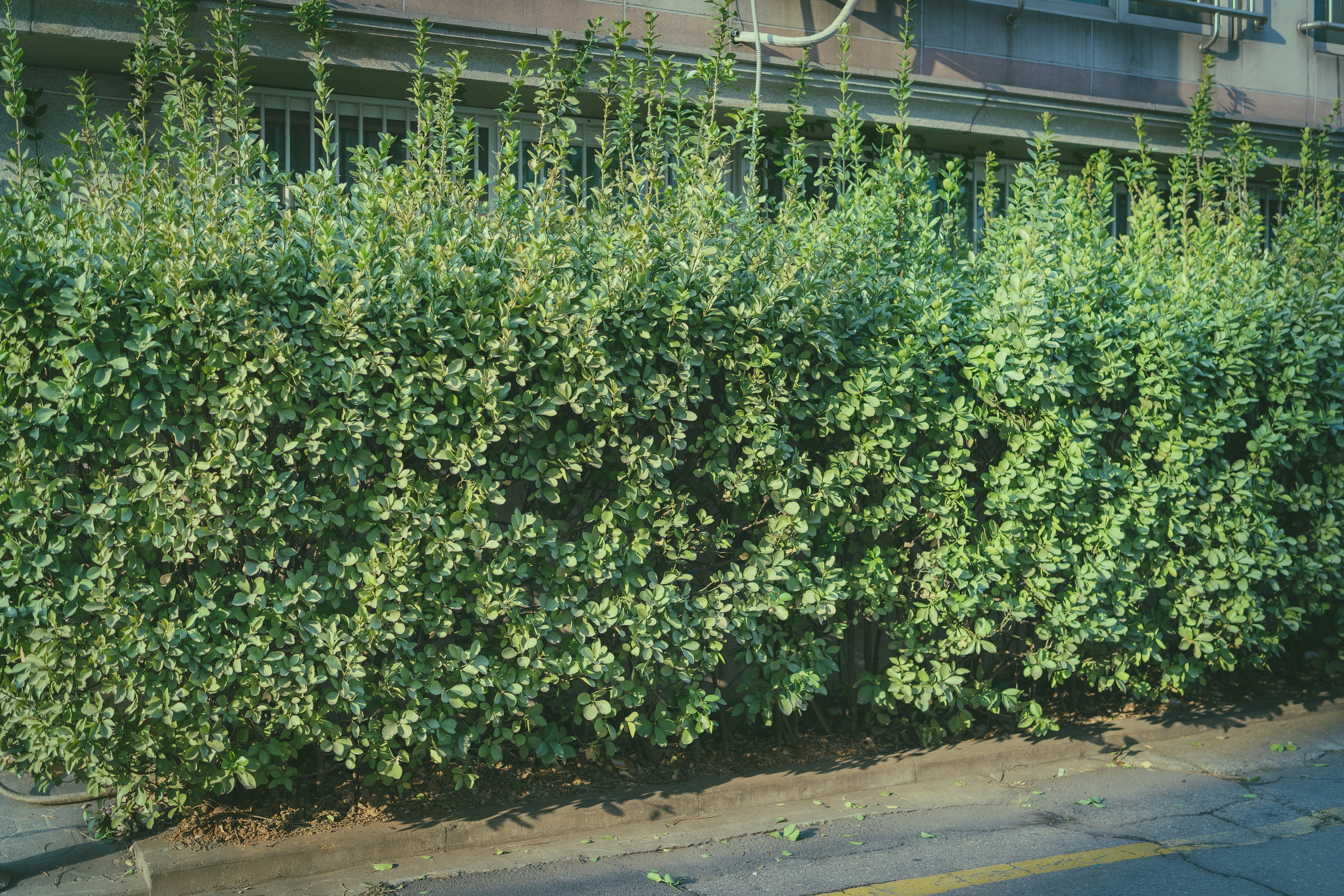Un grand buisson vert à côté d’un trottoir photo Photo Grigio Gratuite sur Unsplash