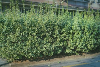 Висок, листен храст, който чака следващото си прецизно оформяне, пълен със здрав, зелен растеж.