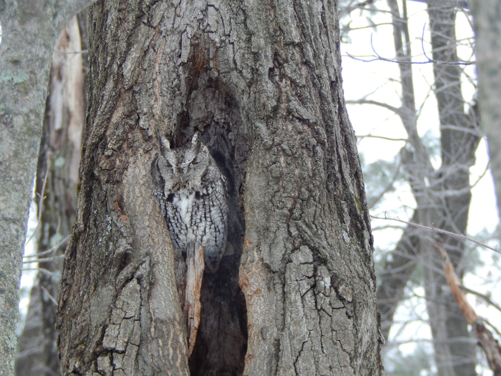 an owl is peeking out of a hole in a tree