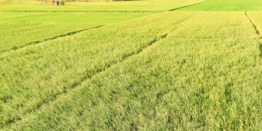 a large field of green grass with trees in the background