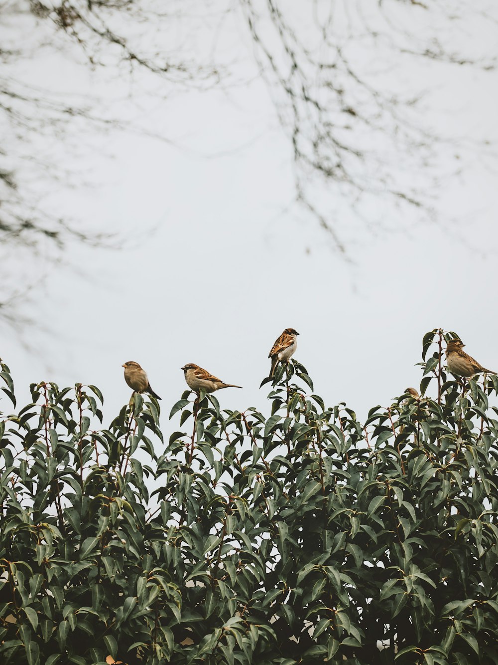 a group of birds sitting on top of a tree