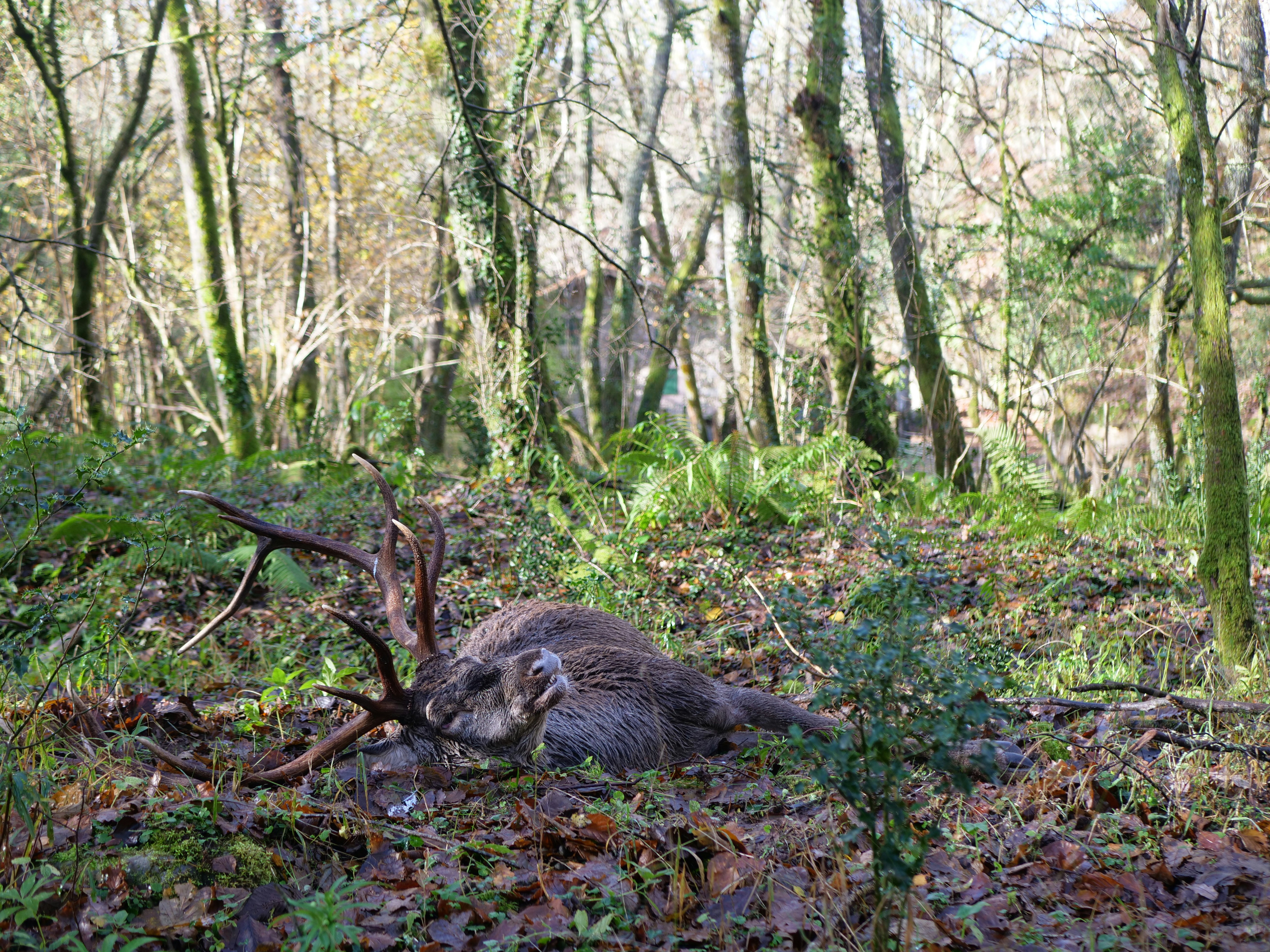 a dead animal laying in the middle of a forest