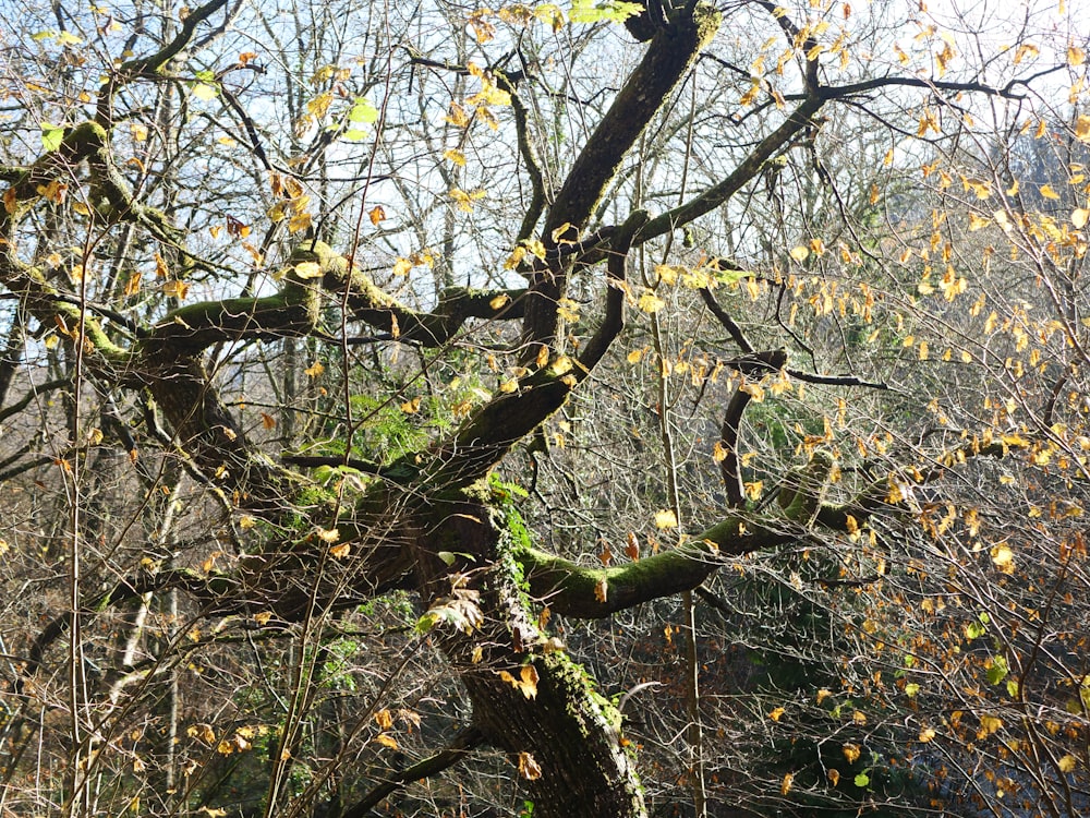 a tree with yellow leaves in a wooded area