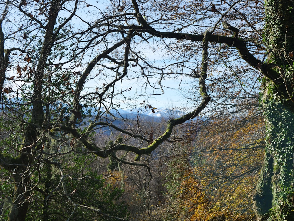 a view of the mountains through the branches of a tree