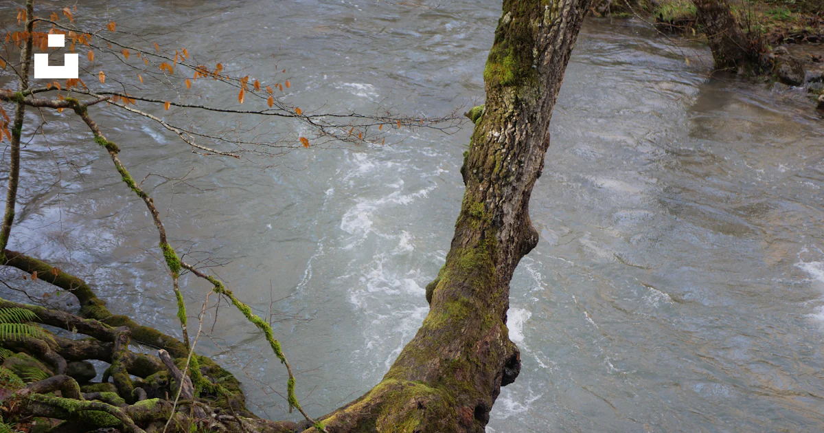 Fallen Tree Inn Water A tree that has fallen over in the water photo – Free Plant Image on ...