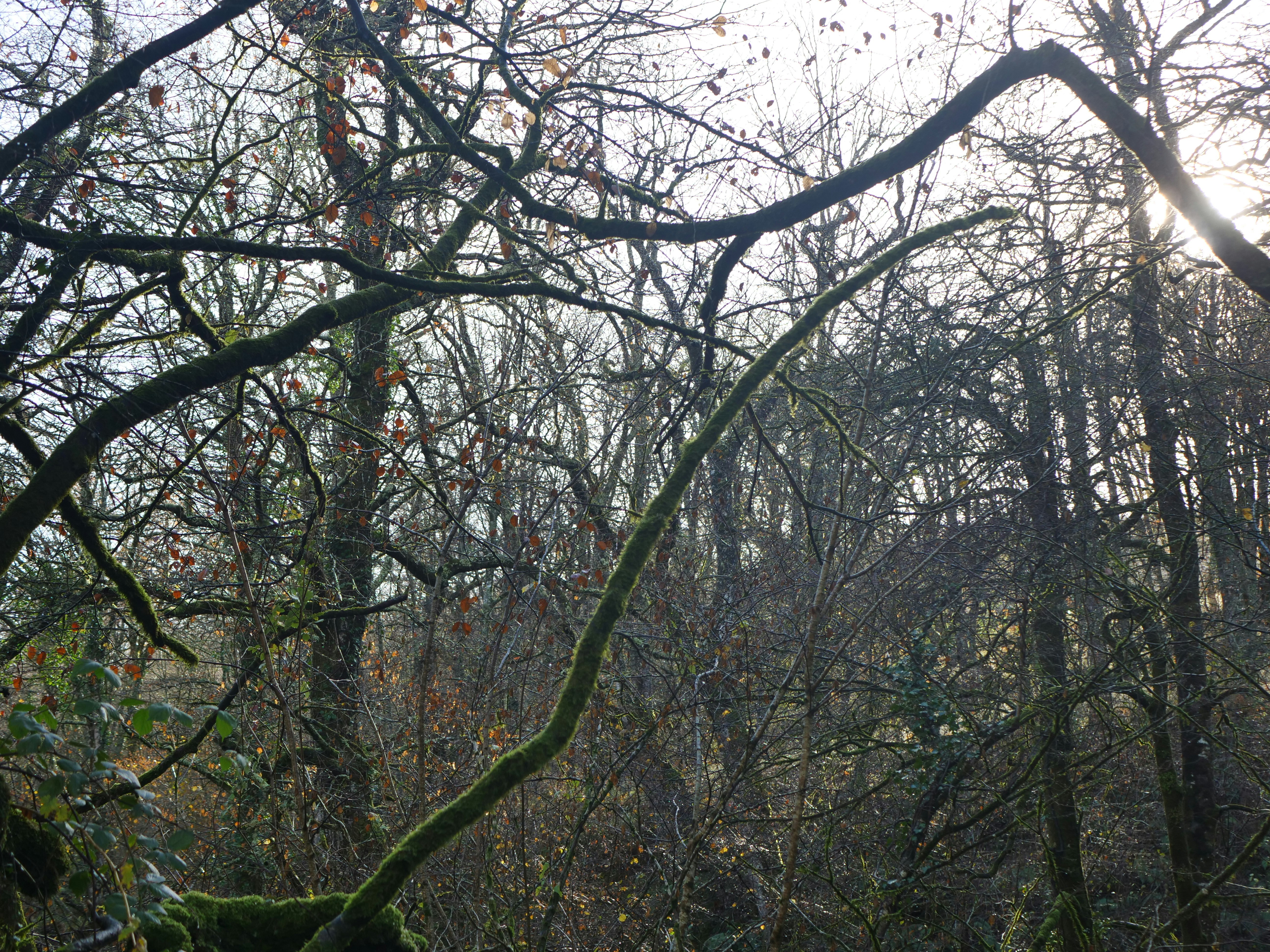 Photo by lucasrevilla