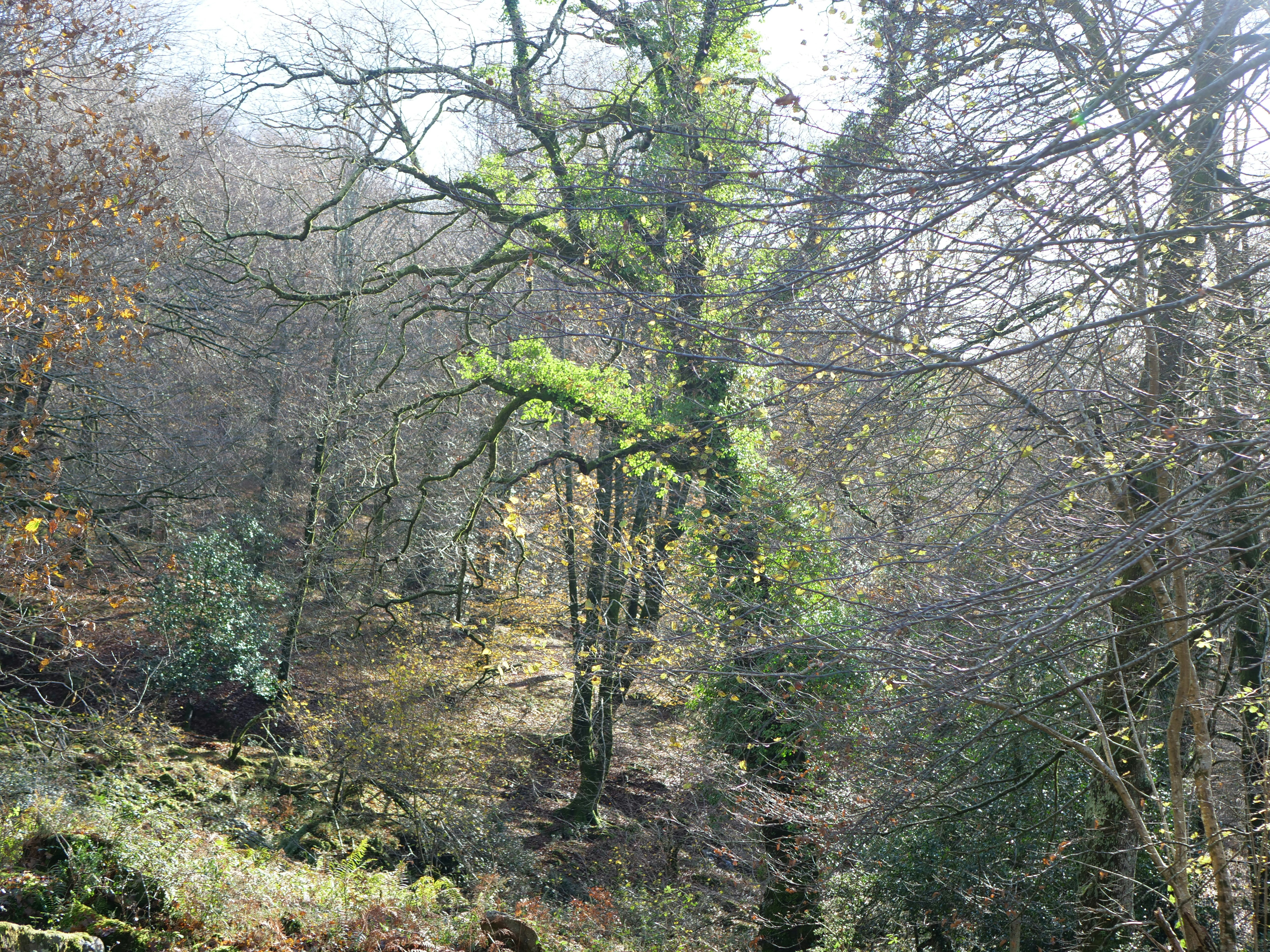a man riding a horse through a forest filled with trees