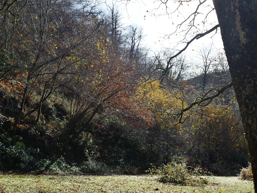 a wooded area with lots of trees and grass