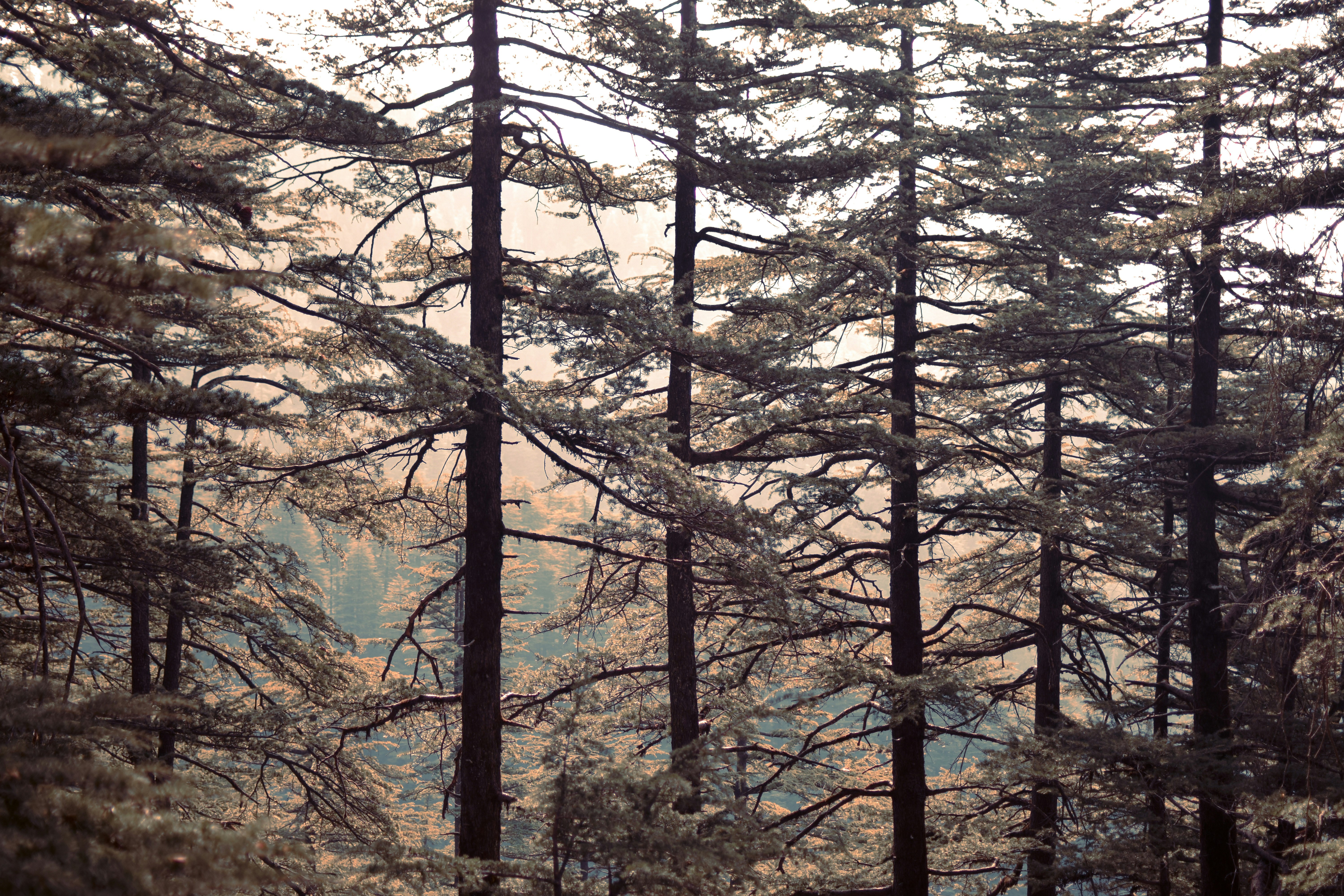 Photo by ruin_firefly