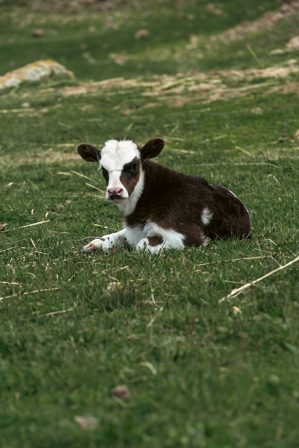 a brown and white cow laying on top of a lush green field