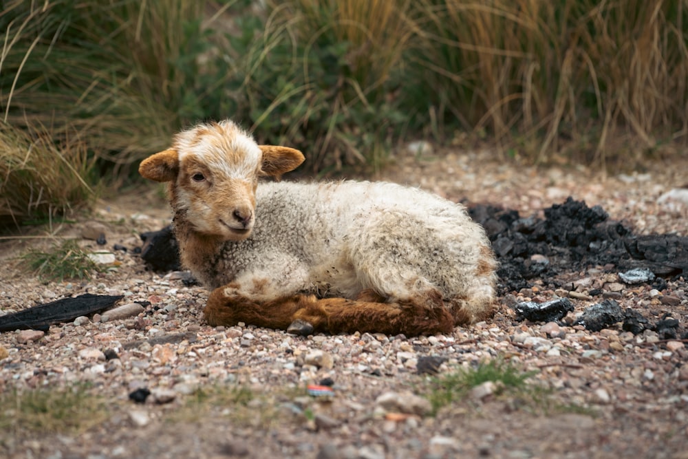 a baby sheep is laying on the ground