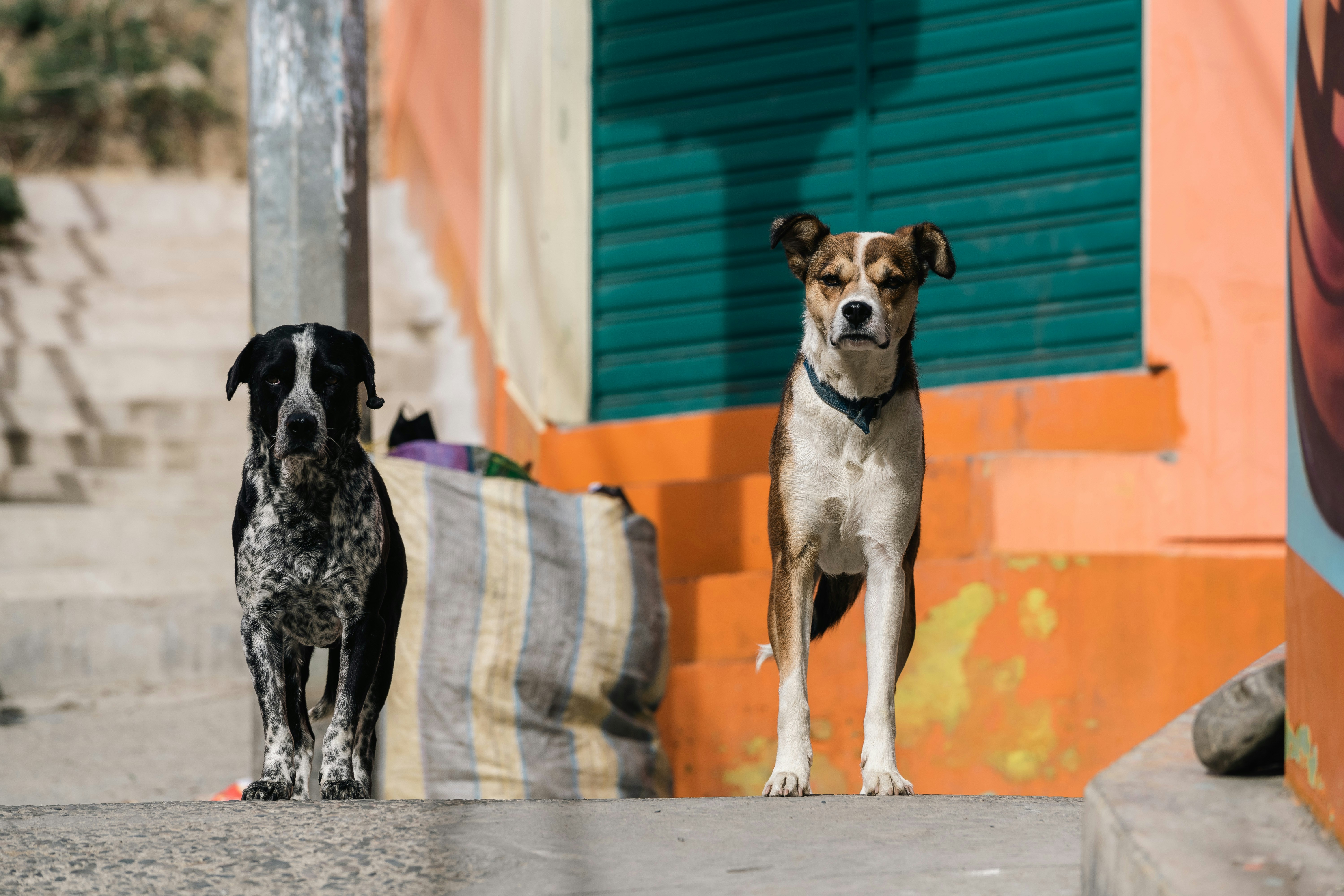 Guard dogs take care of the streets