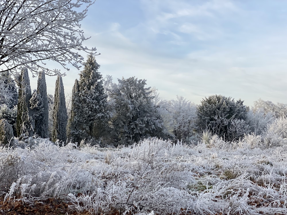 a snow covered field with trees in the background