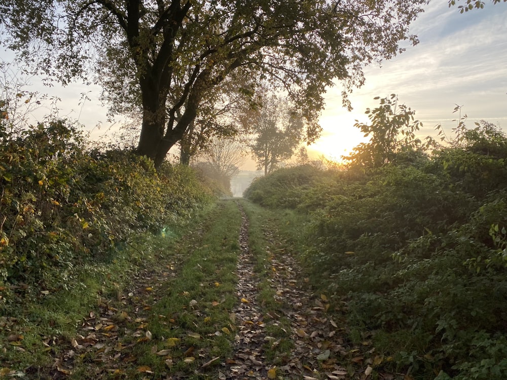 a dirt road surrounded by trees and grass