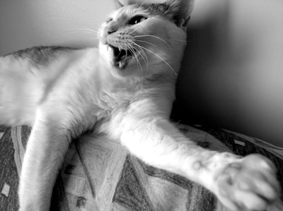 An X-ray image displayed on a screen showing a cat's chest area.