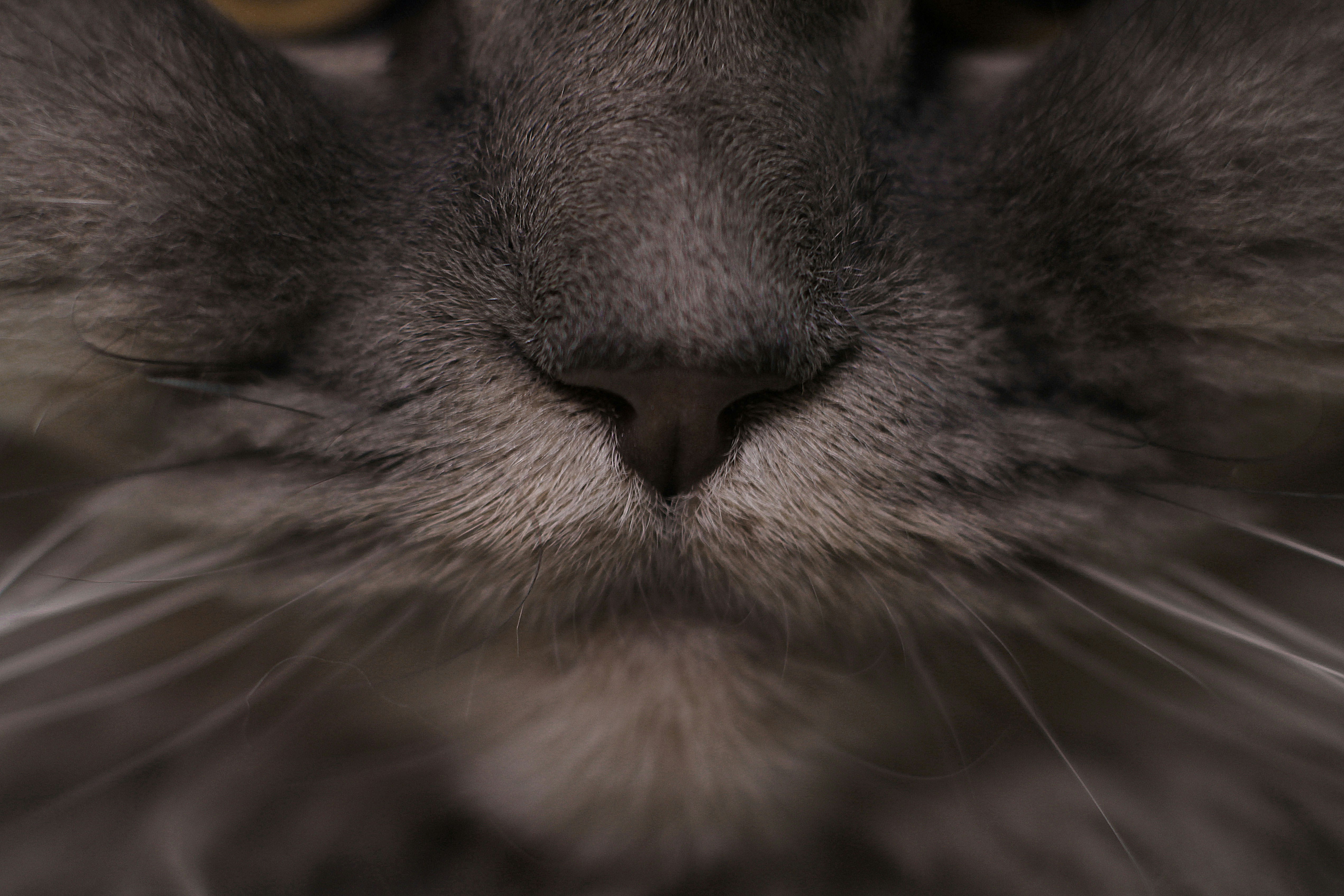 a close up of a gray cat's face