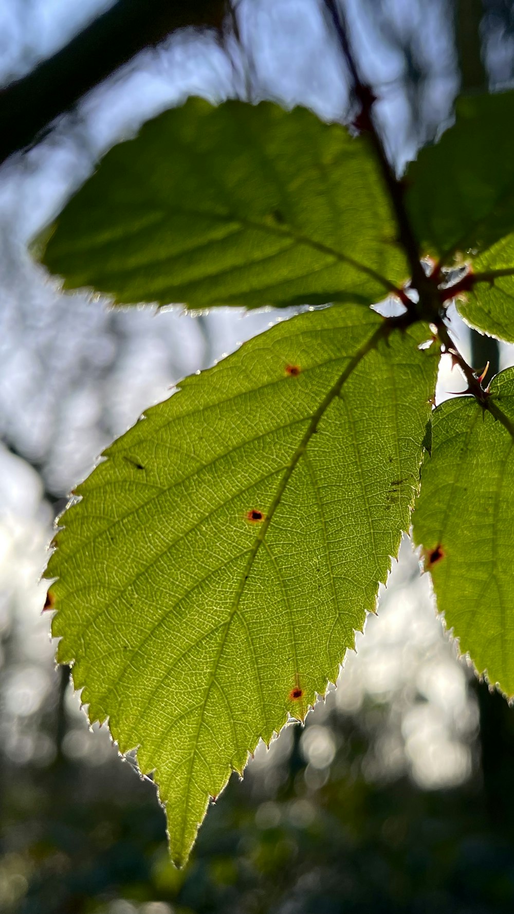 a close up of a green leaf on a tree