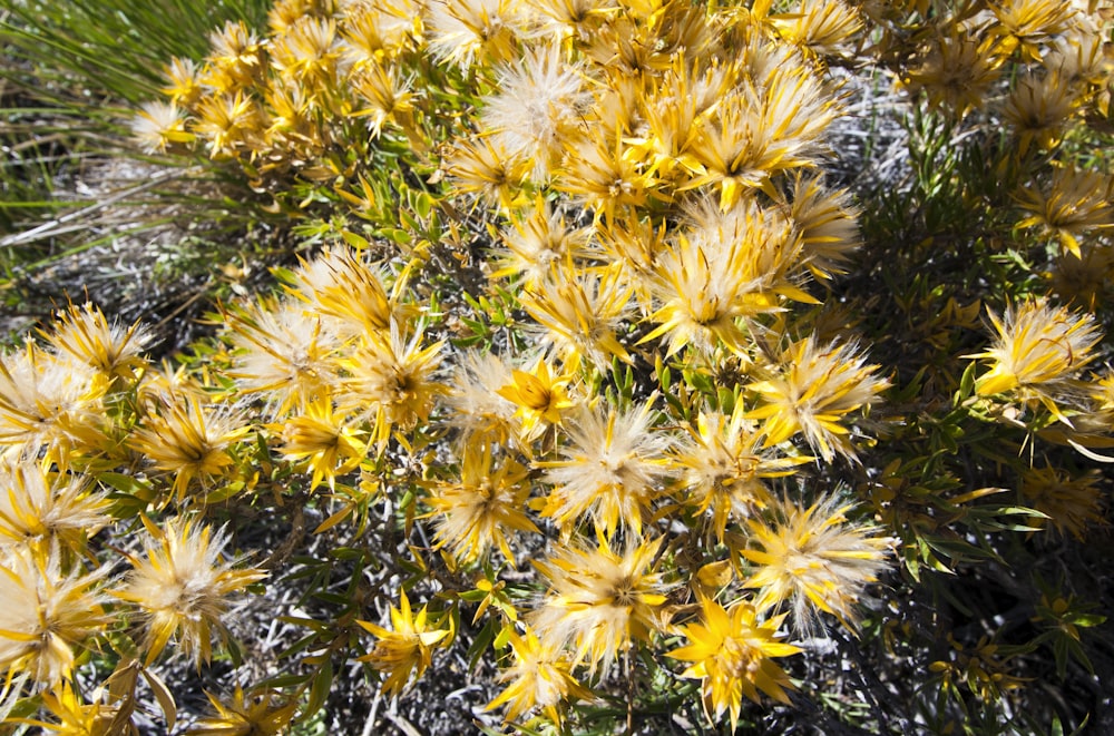 a close up of a plant with yellow flowers