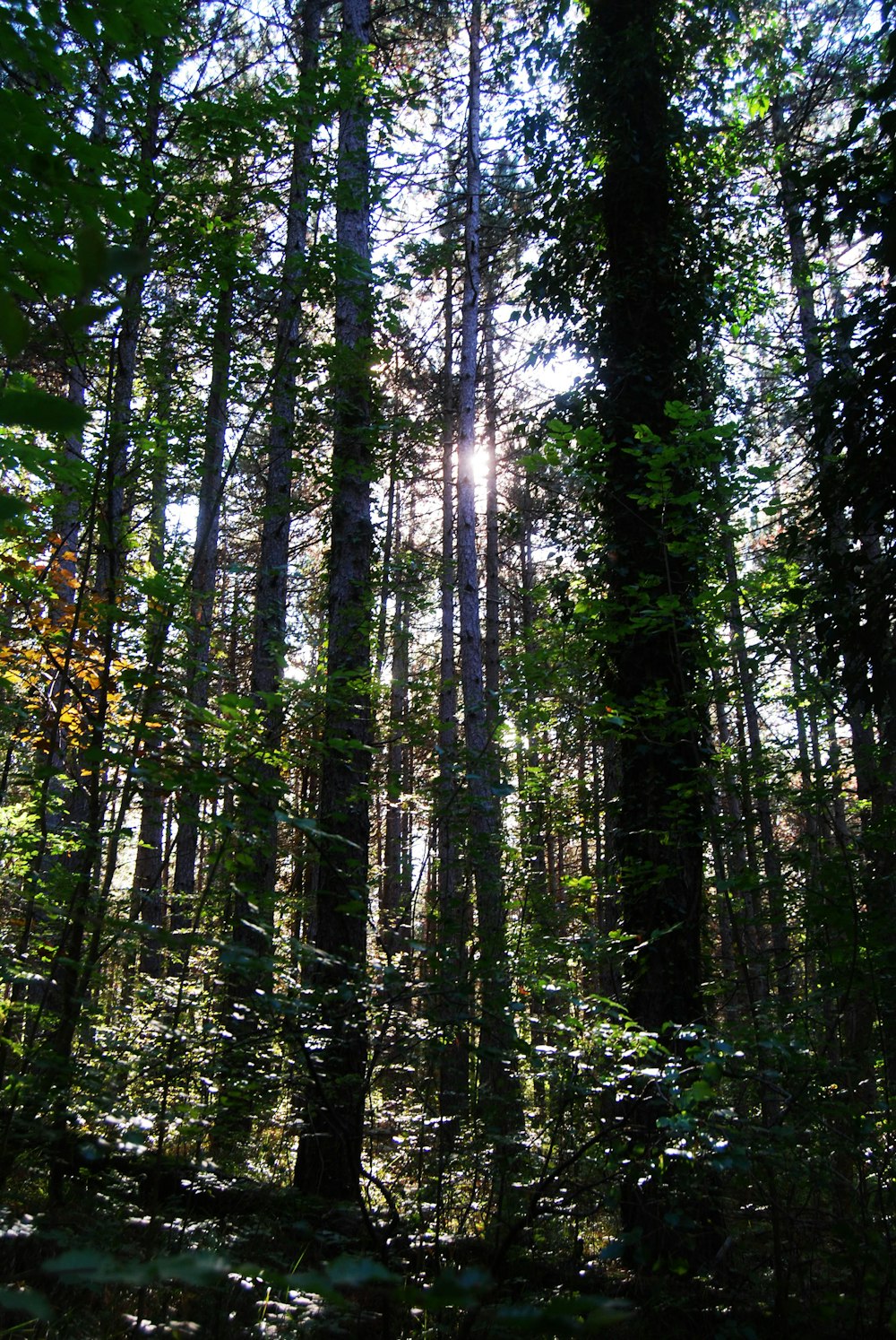 the sun shines through the trees in the forest