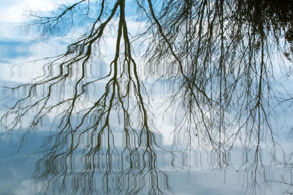 the reflection of a tree in the water