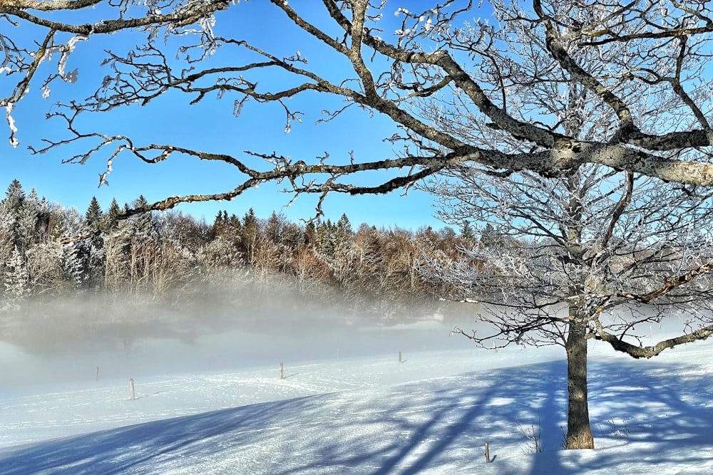 a snow covered field with a tree in the foreground