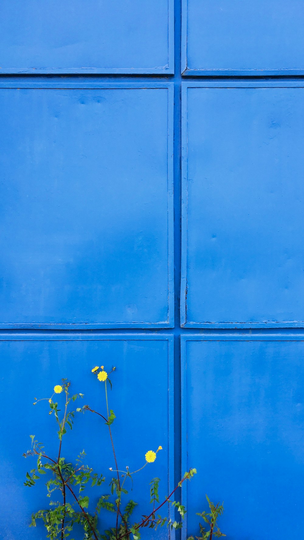 a blue wall with a potted plant in front of it