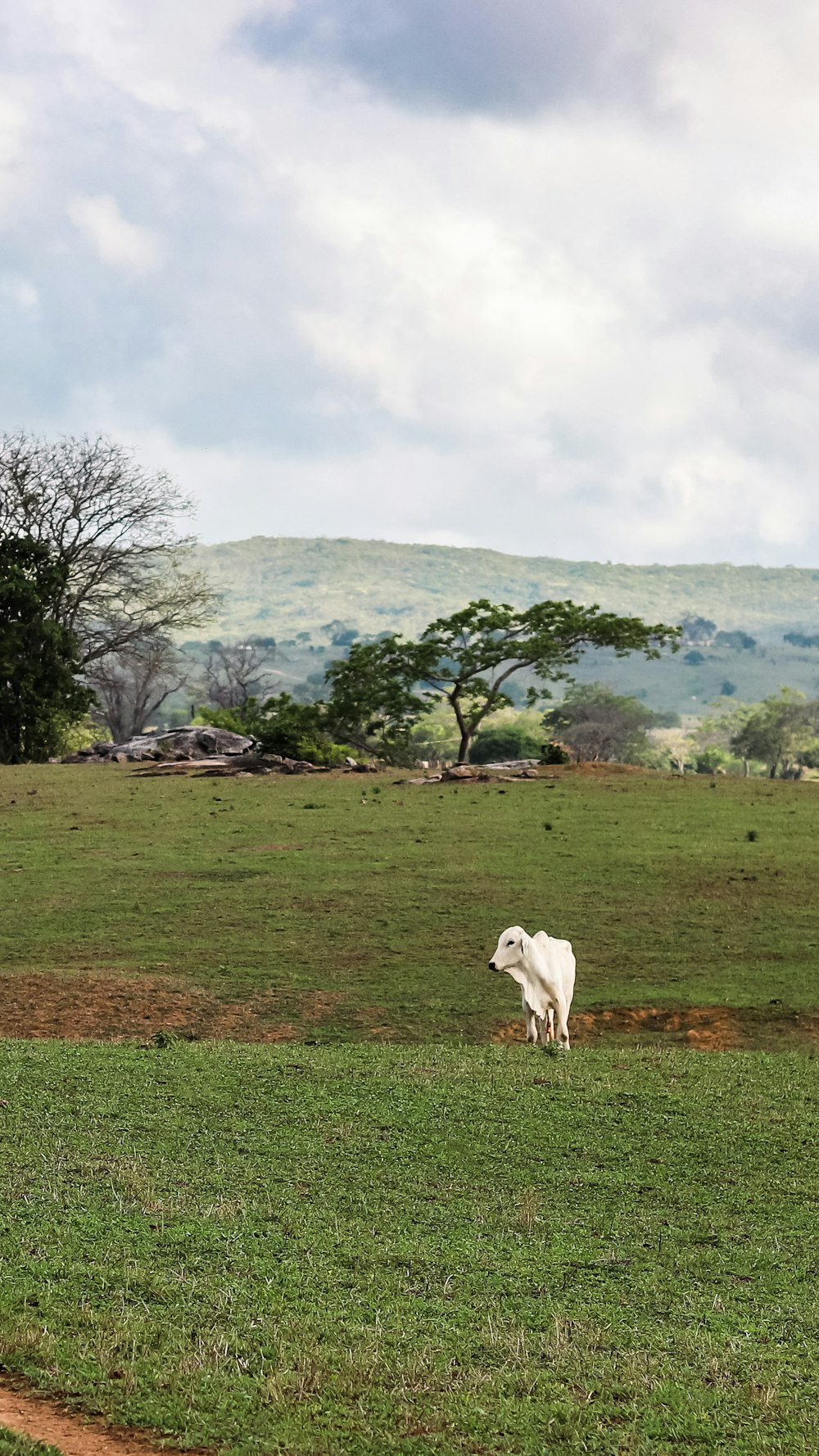 a white cow standing on top of a lush green field