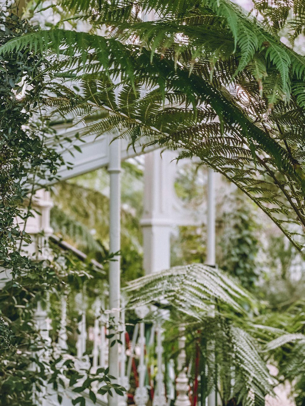 a walkway in a garden with lots of green plants