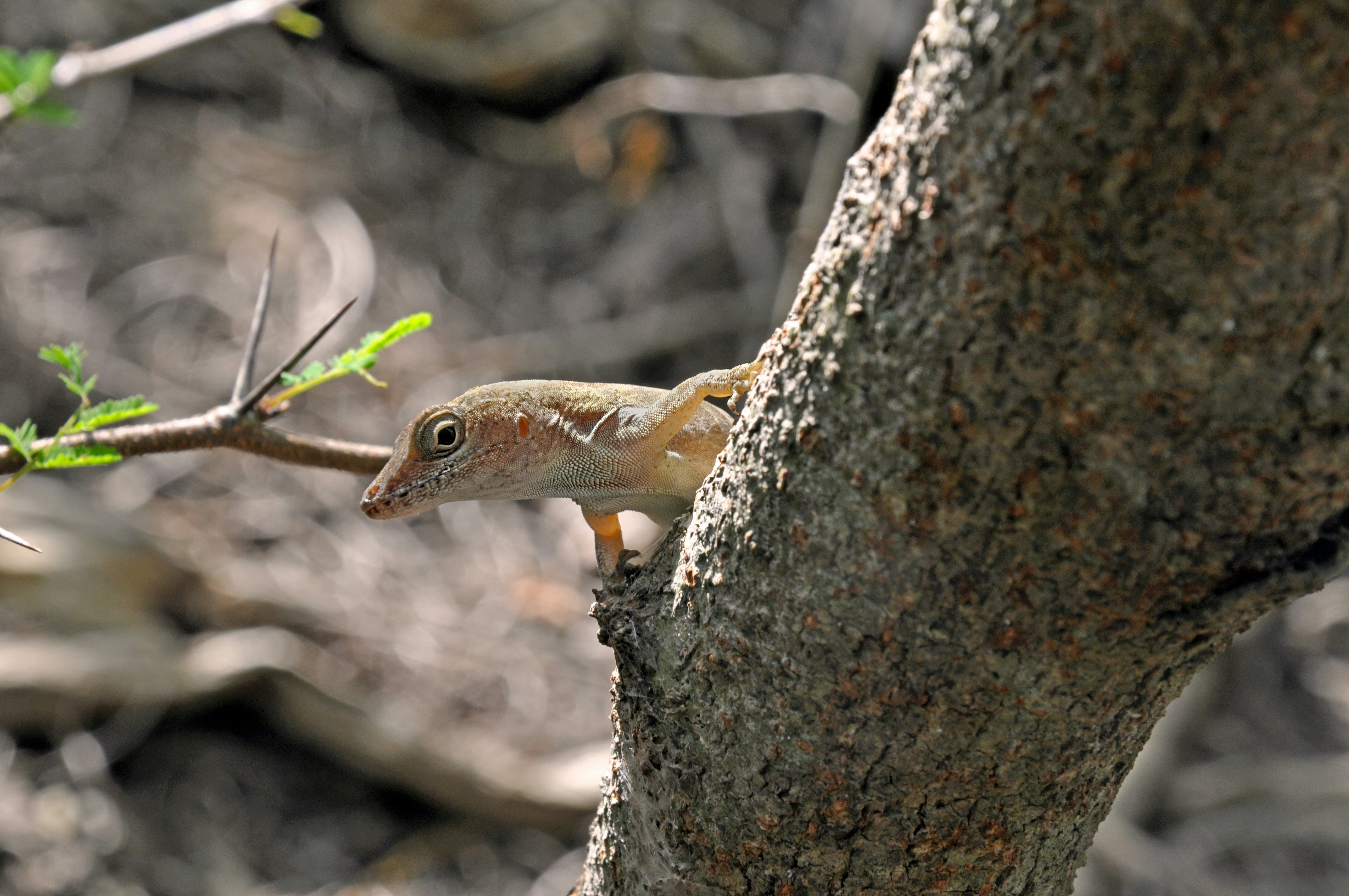 a small squirrel climbing up a tree branch