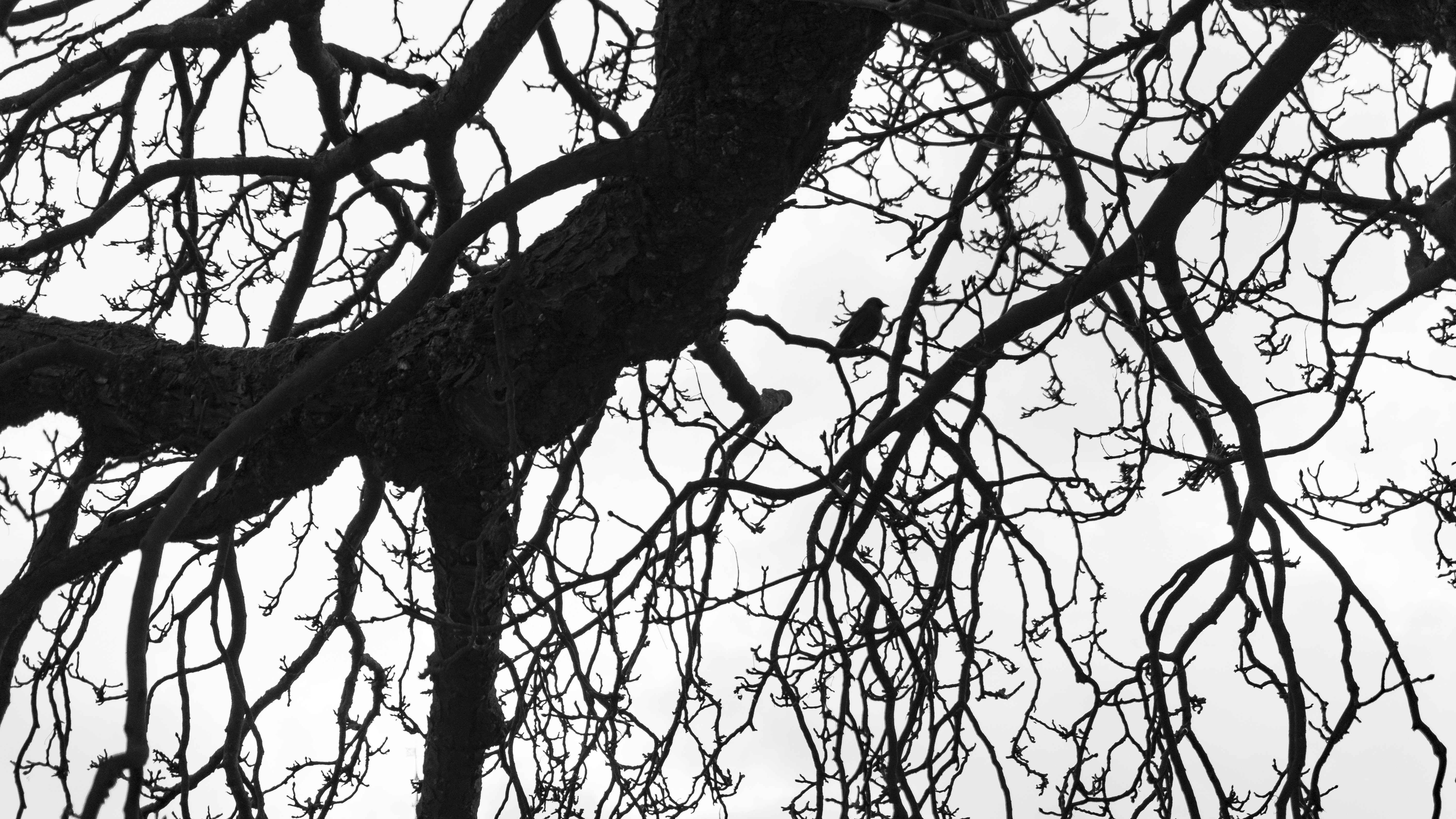 Photo by danielhouwing