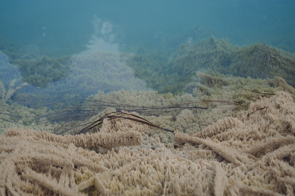 a group of plants that are in the water