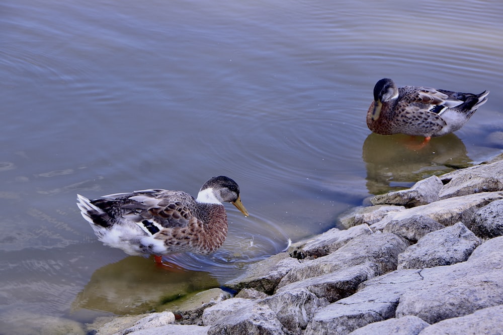 a couple of ducks standing on top of a body of water