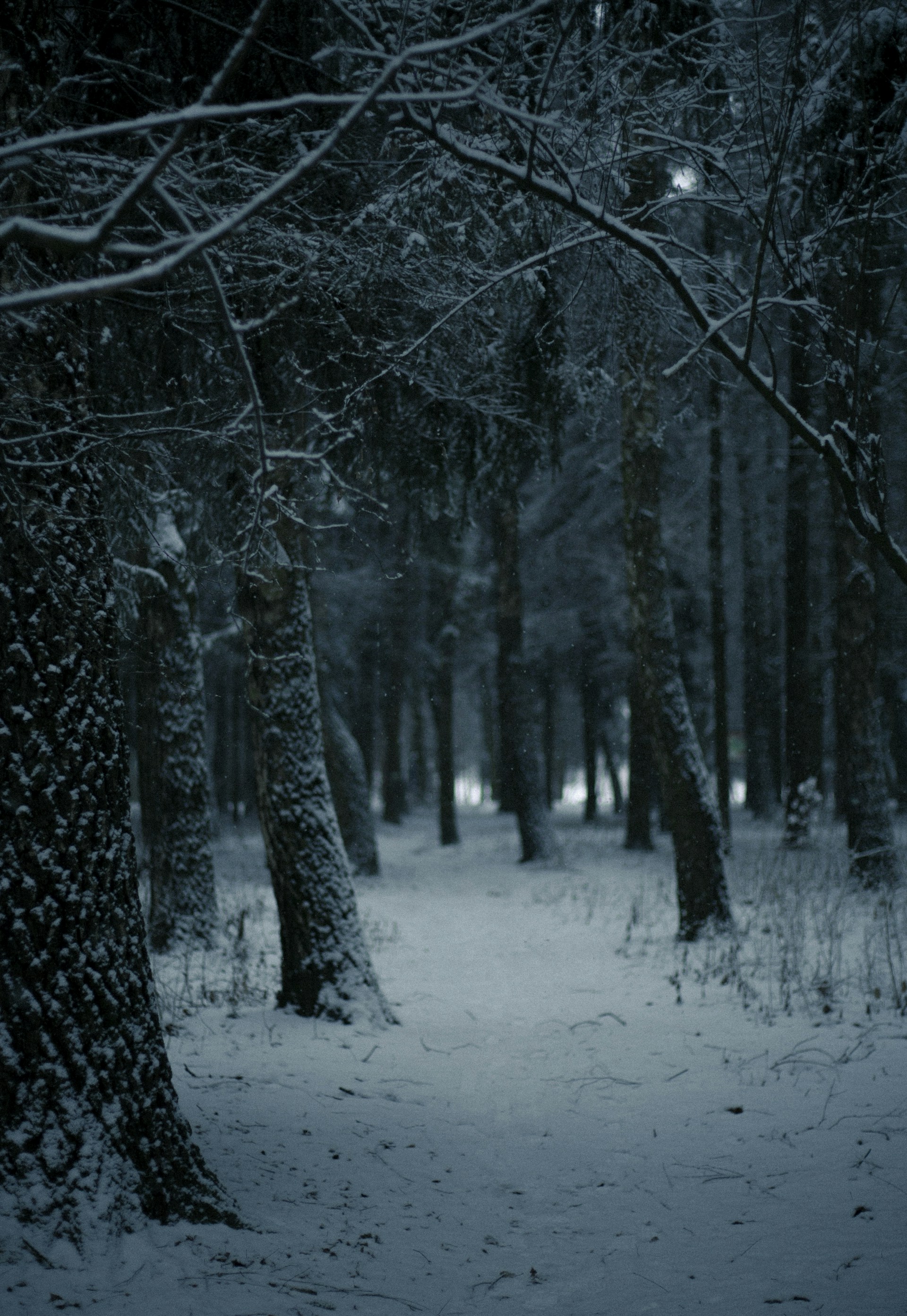 a path through a snowy forest with trees