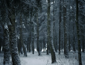 a path through a snowy forest with tall trees