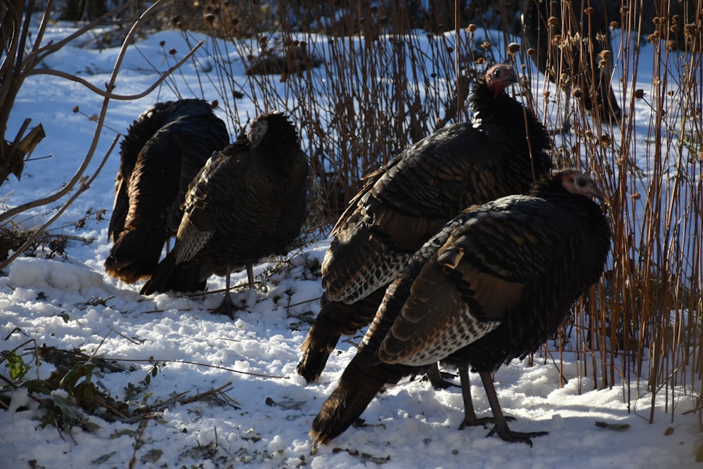 a group of turkeys are standing in the snow