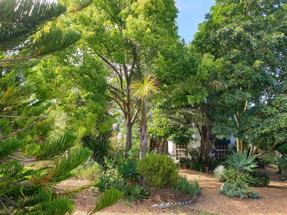 a garden with lots of trees and plants