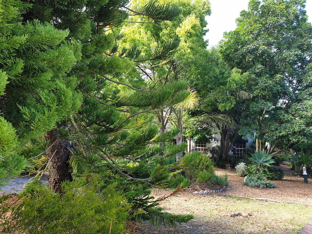 a house surrounded by trees in a park