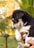a small black and white puppy being held by a person
