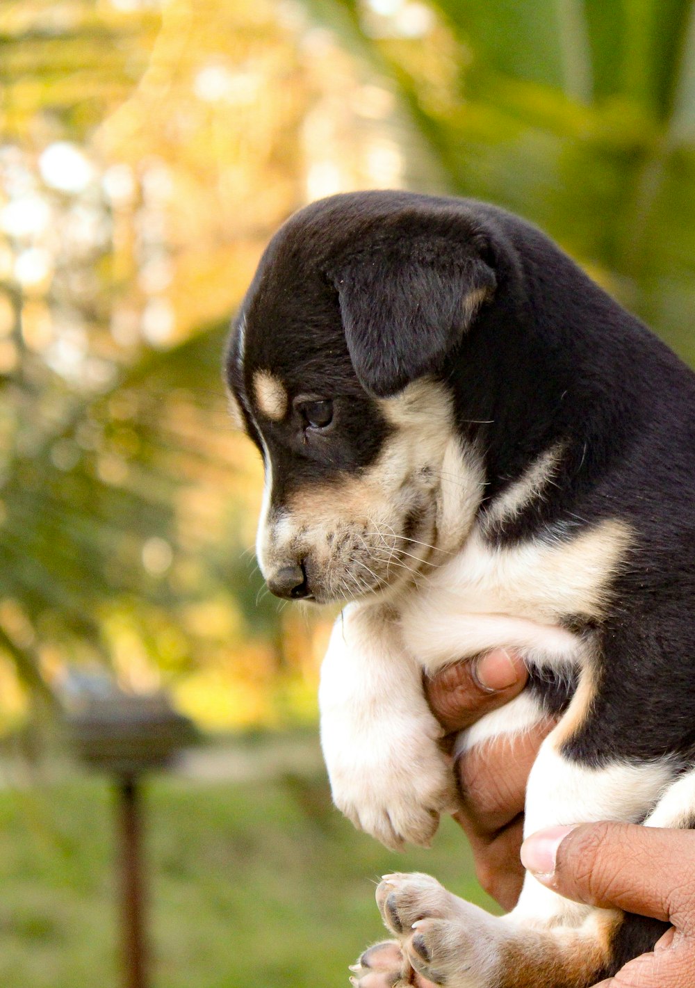 a small black and white puppy being held by a person