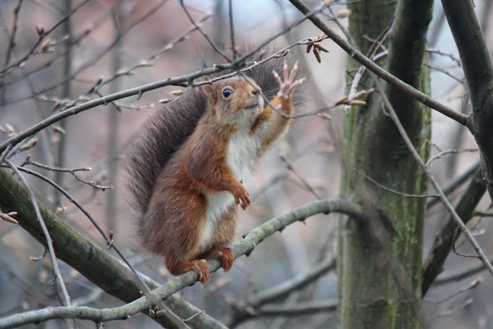 a squirrel sitting on top of a tree branch