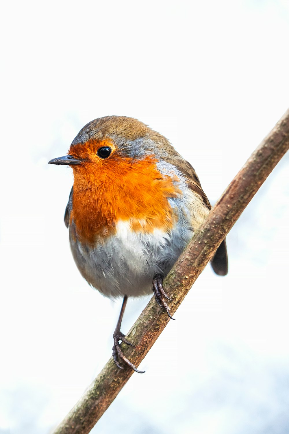 a small bird sitting on top of a tree branch