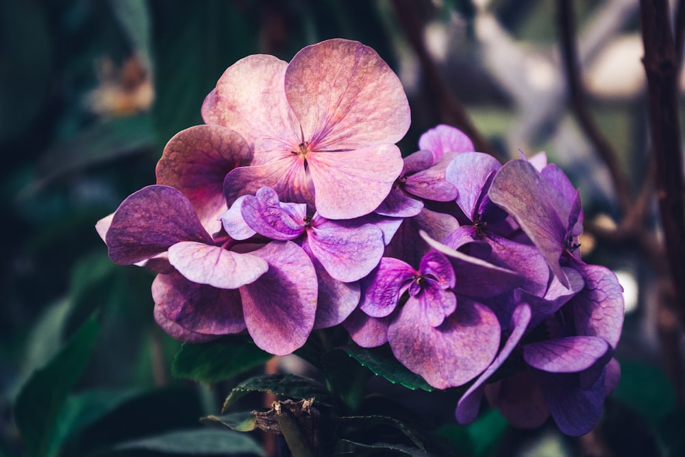 a close up of a purple flower with green leaves