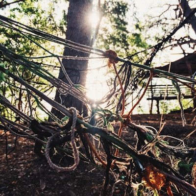 the sun shines through the branches of a tree