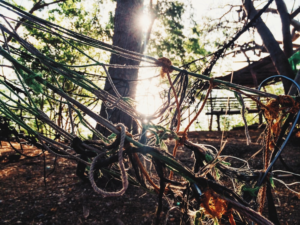 the sun shines through the branches of a tree