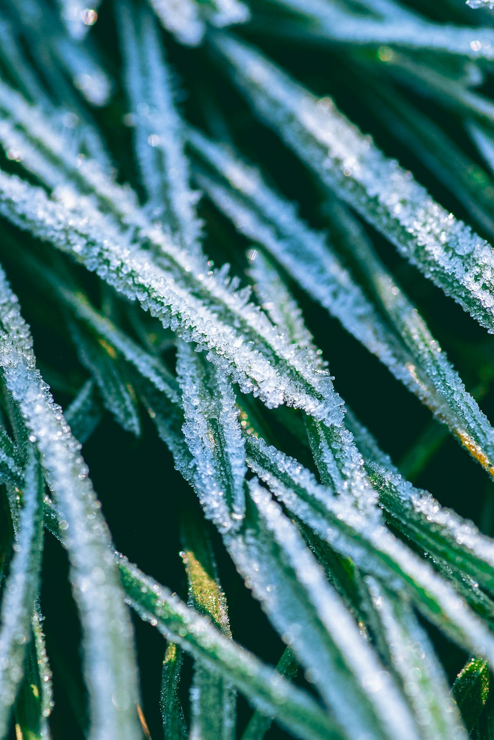 a close up of a pine tree with ice on it