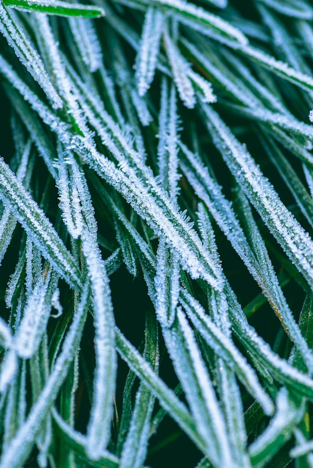 a close up of a plant with frost on it