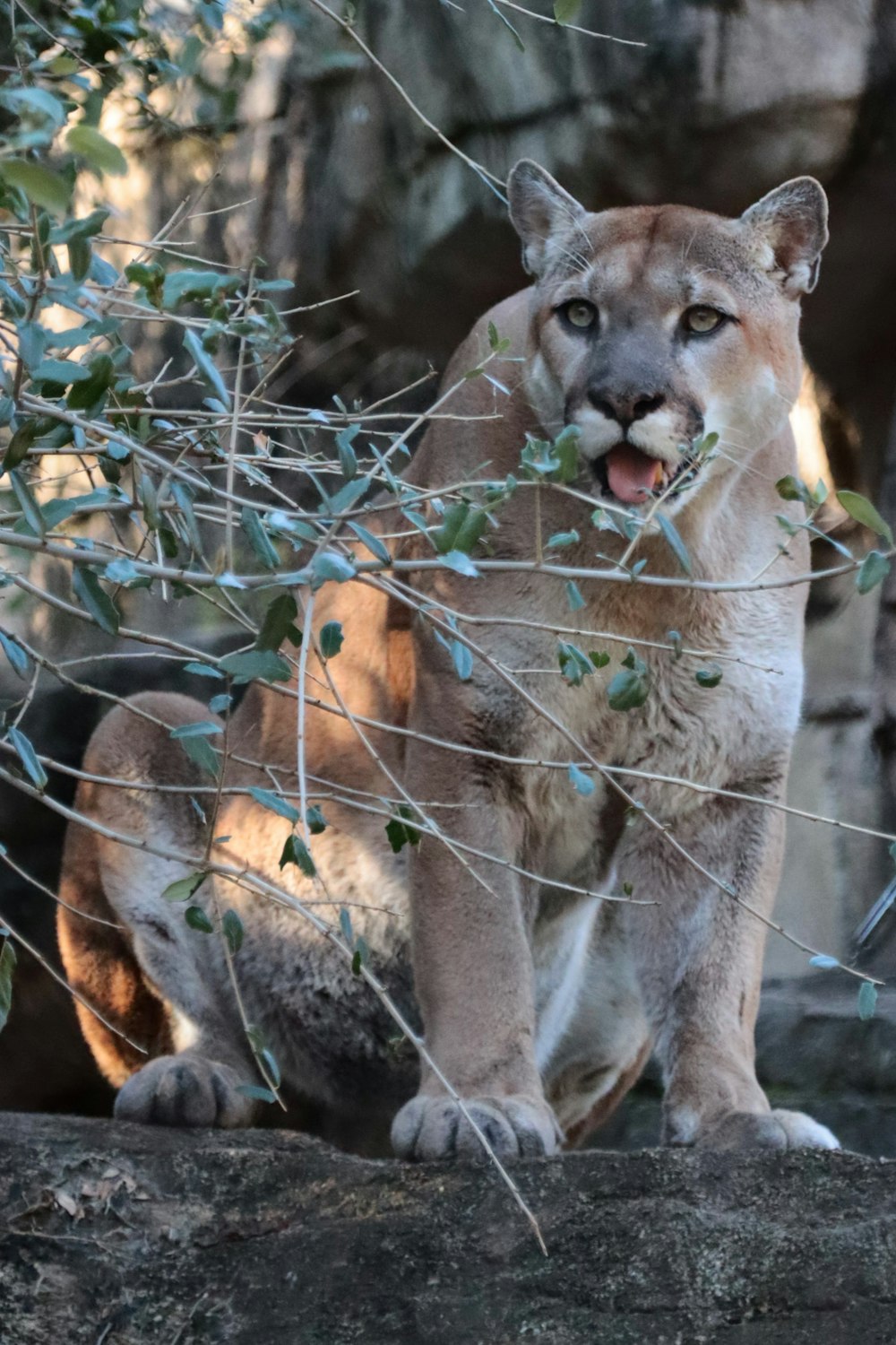 a mountain lion sitting on top of a rock